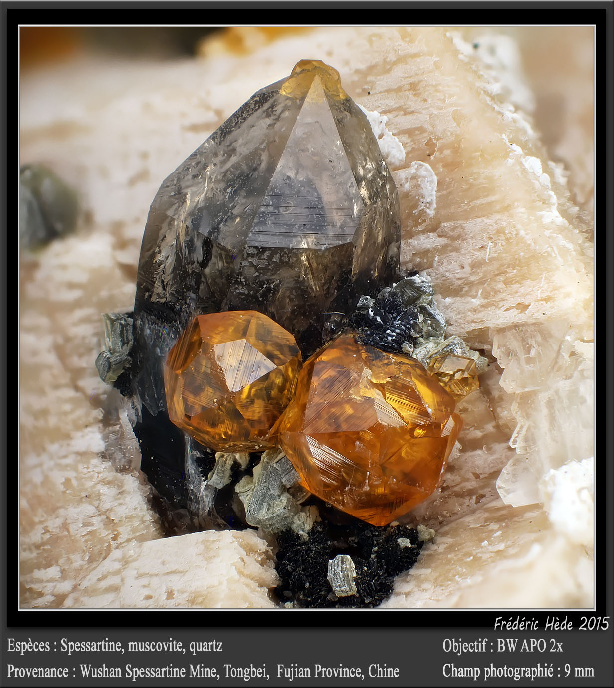 Spessartine, Quartz and Muscovite
fov 9 mm
(Autor: ploum)