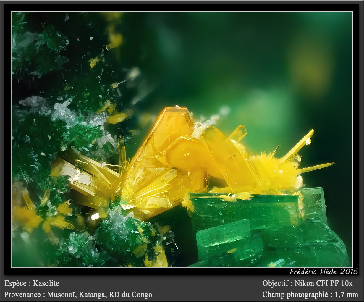 Kasolite with Torbernite
fov 1.8 mm
(Autor: ploum)