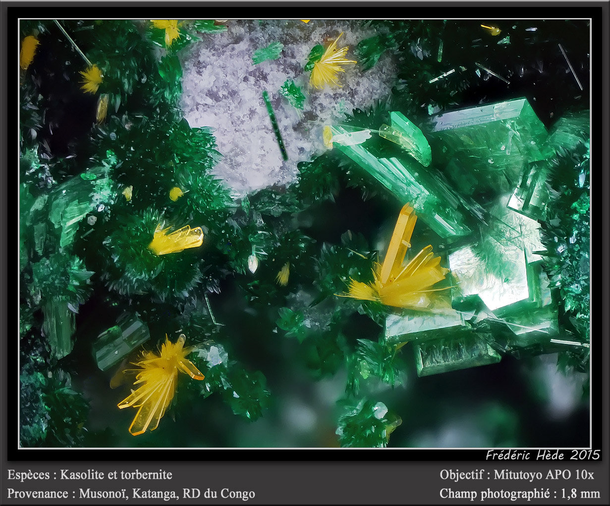 Kasolite and Torbernite
fov 1.8 mm
(Autor: ploum)