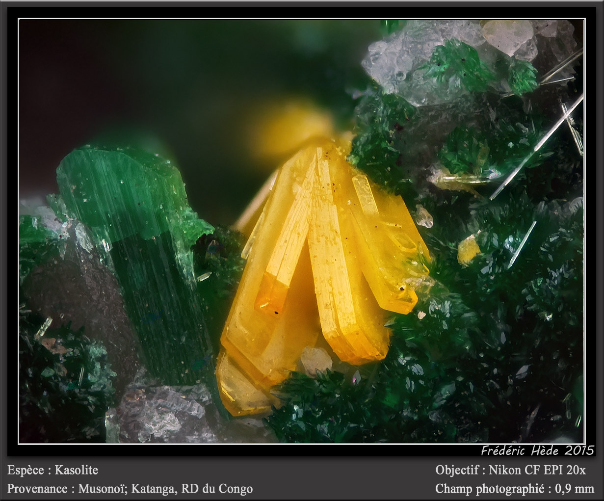 Kasolite with Torbernite
fov 0.9 mm
(Autor: ploum)