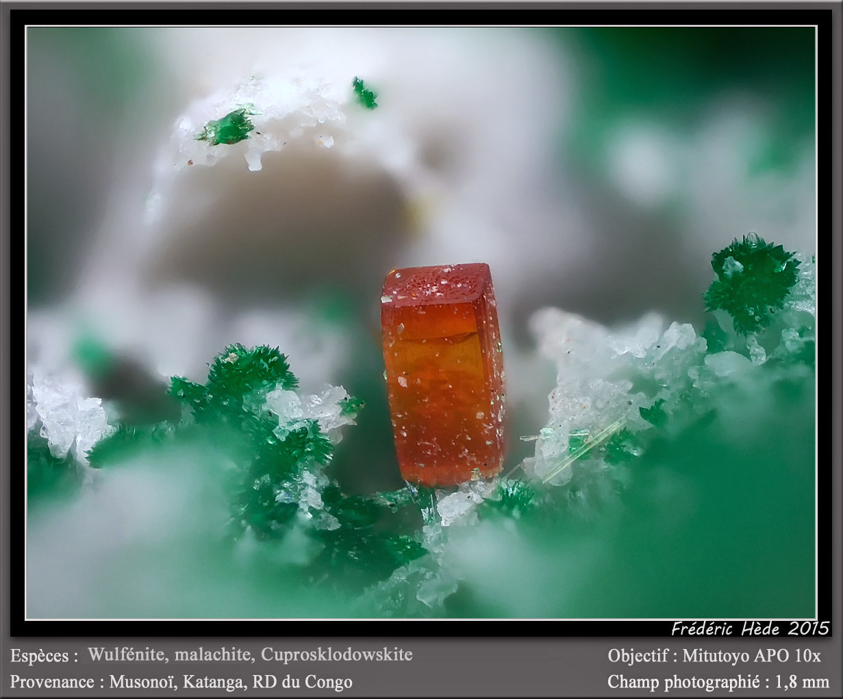 Wulfenite, Malachite and Cuprosklodowskite
fov 1.8 mm
(Autor: ploum)