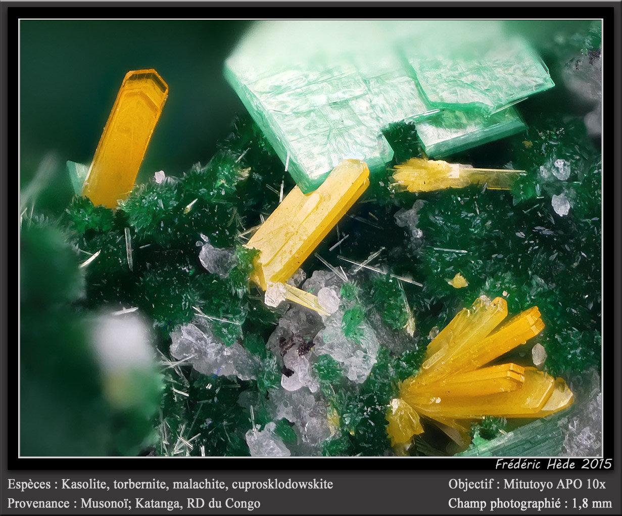 Kasolite, Torbernite, Malachite and Cuprosklodowskite
fov 1.8 mm
(Autor: ploum)