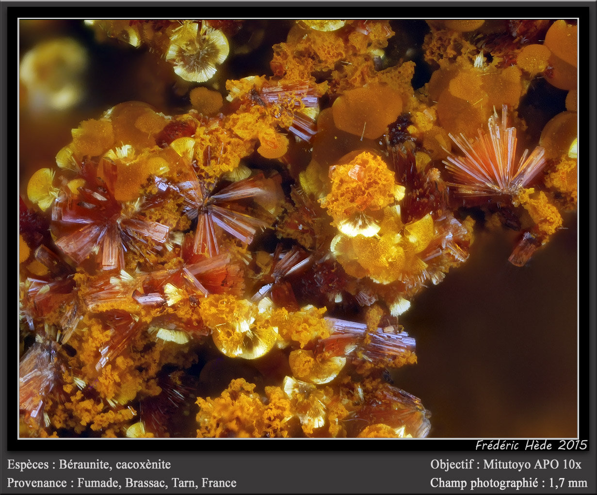 Beraunite and Cacoxenite
fov 1,7 mm
(Autor: ploum)