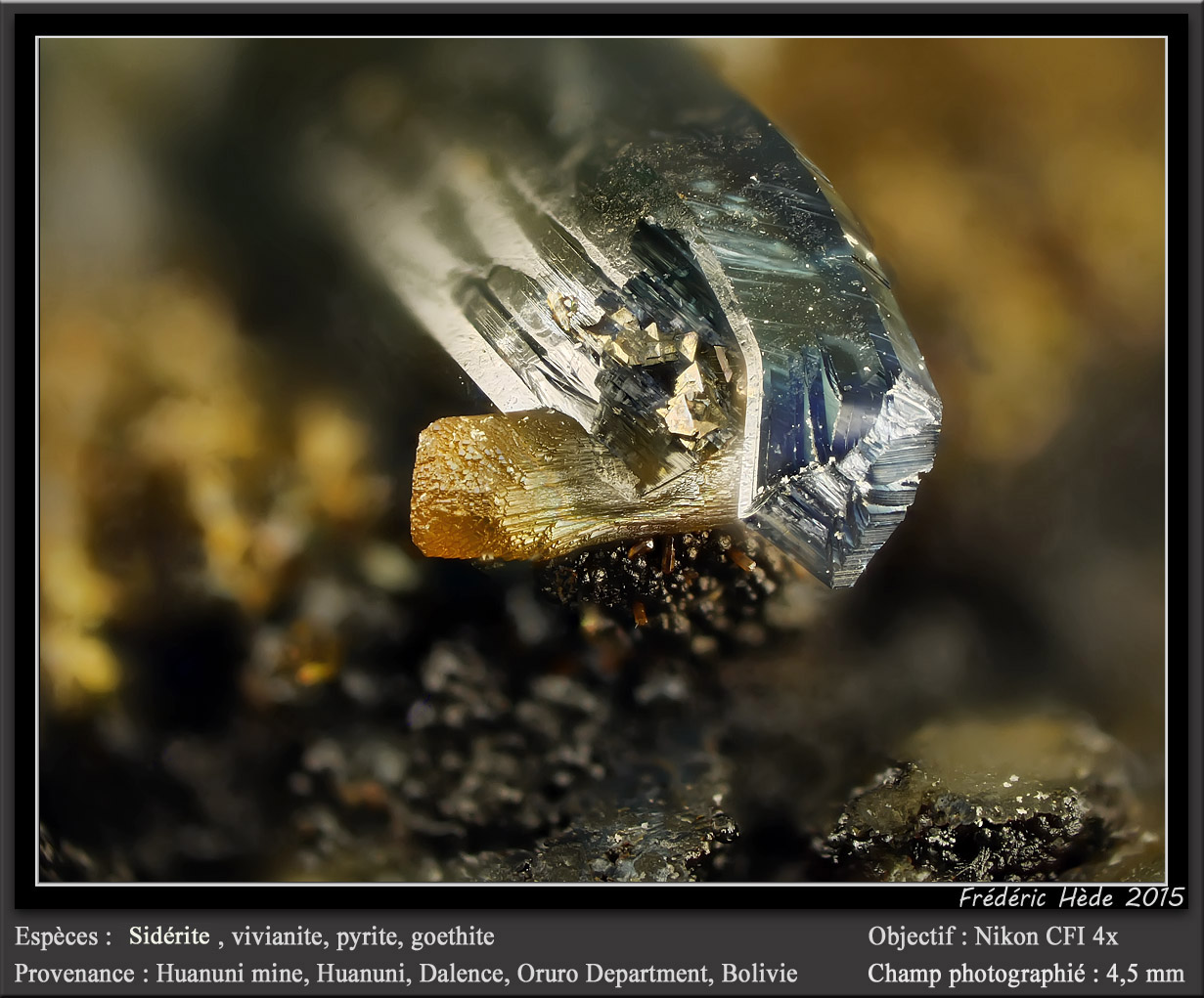 Siderite, Vivianite, Pyrite and Goethite
fov 4.5 mm
(Autor: ploum)