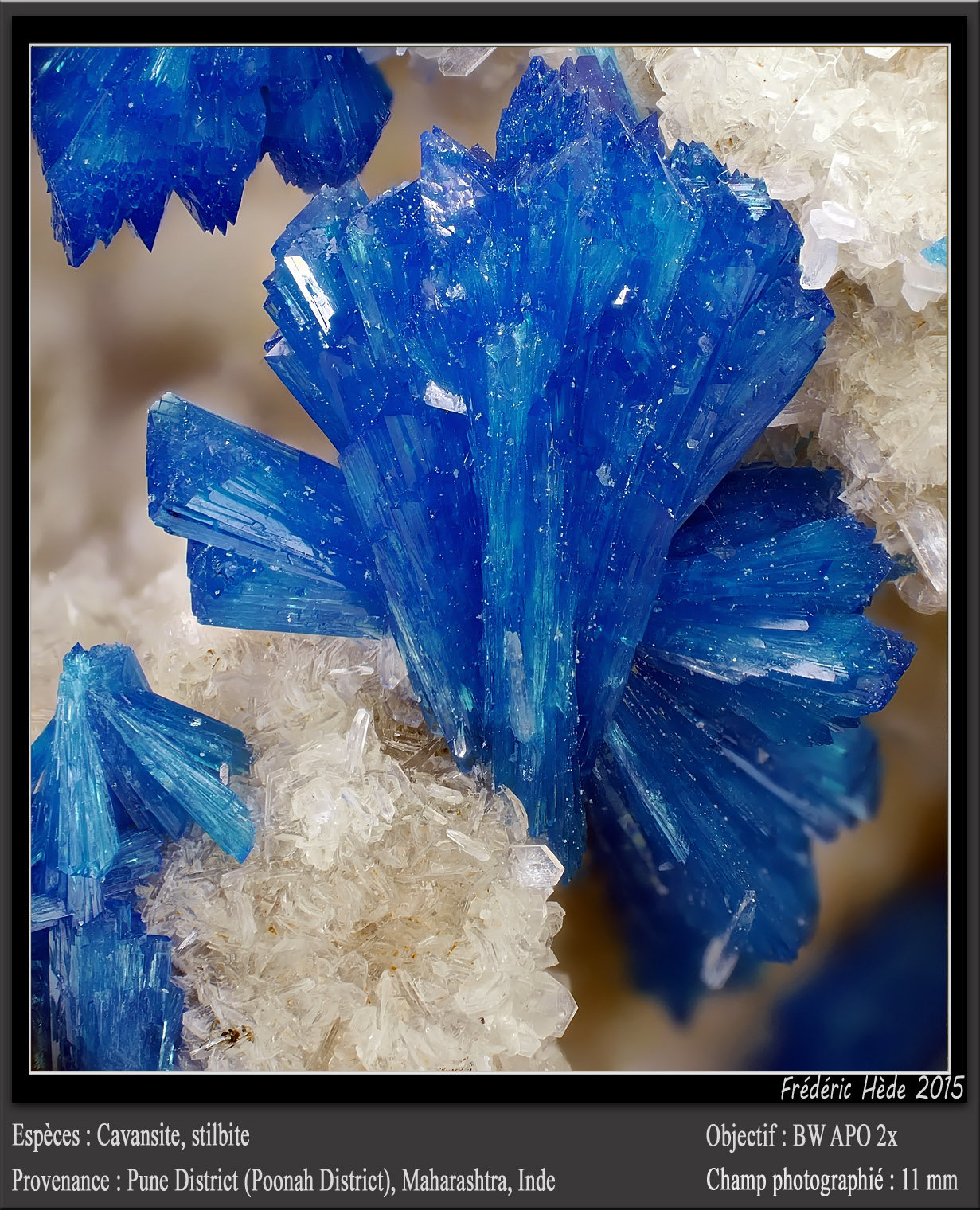 Cavansite and Stilbite
fov 11 mmm
(Autor: ploum)