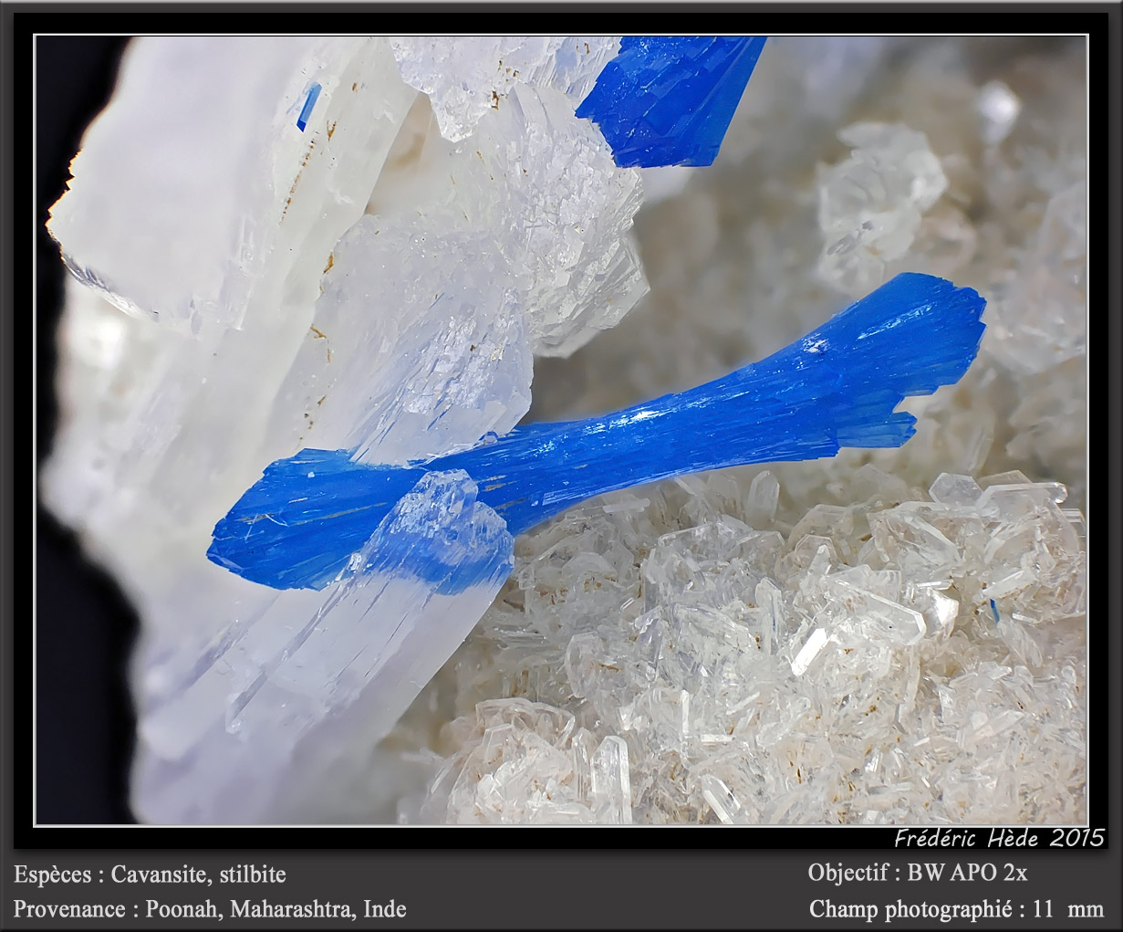Cavansite on Stilbite
fov 11 mm
(Autor: ploum)