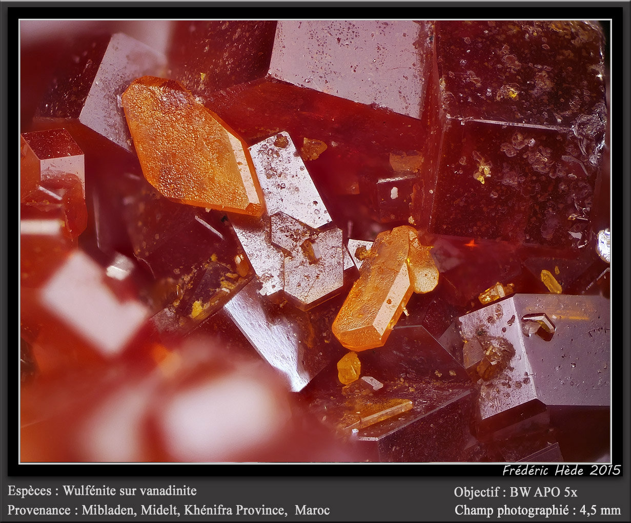 Wulfenite on Vanadinite
fov 4.5 mm
(Autor: ploum)