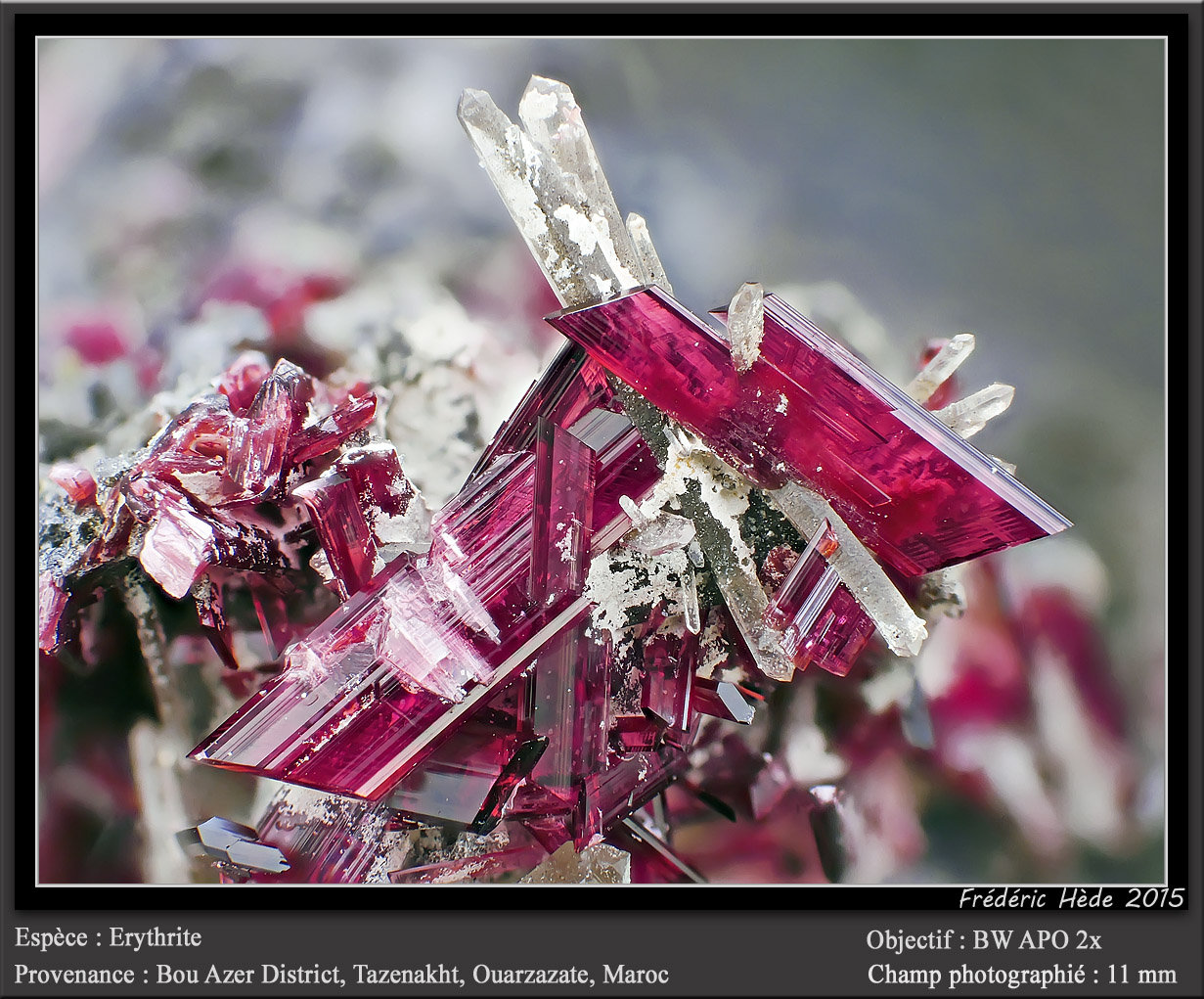 Erythrite with Quartz
fov 11 mm
(Autor: ploum)