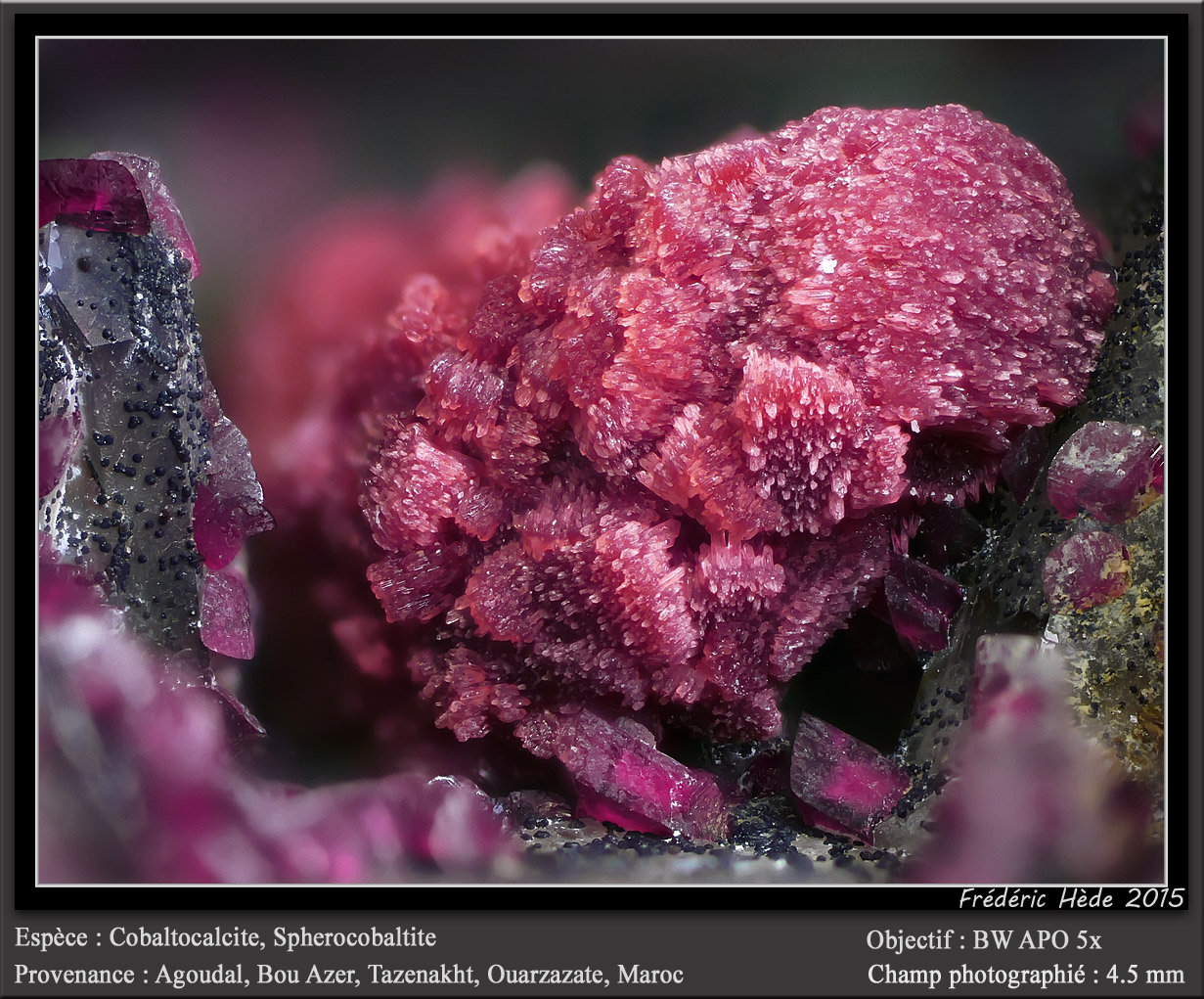 Cobaltoan Calcite and Spherocobaltite
fov 4.5 mm
(Autor: ploum)