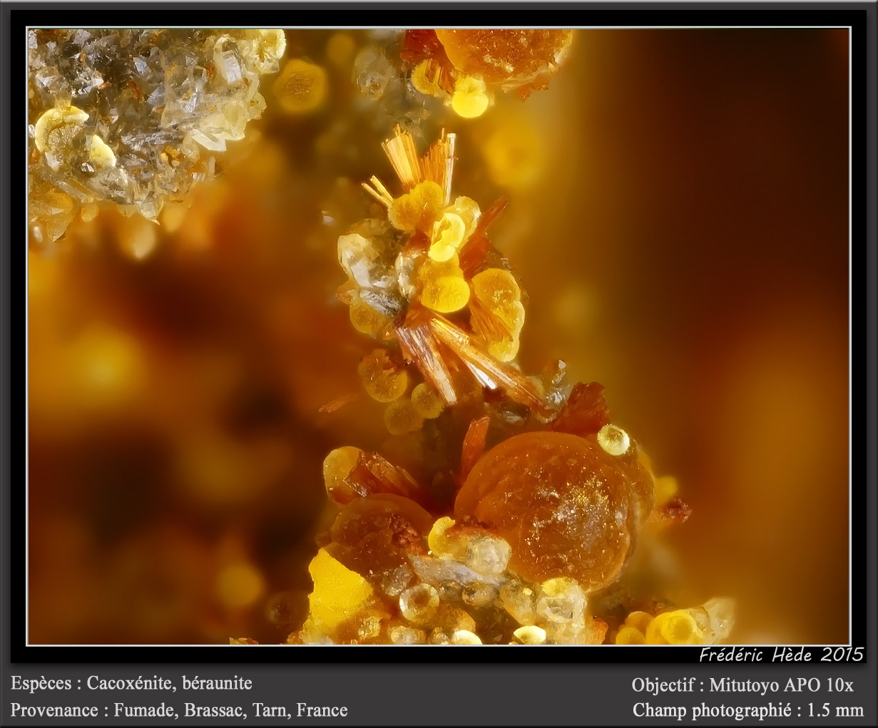 Cacoxenite and Beraunite
fov 1.5 mm
(Autor: ploum)