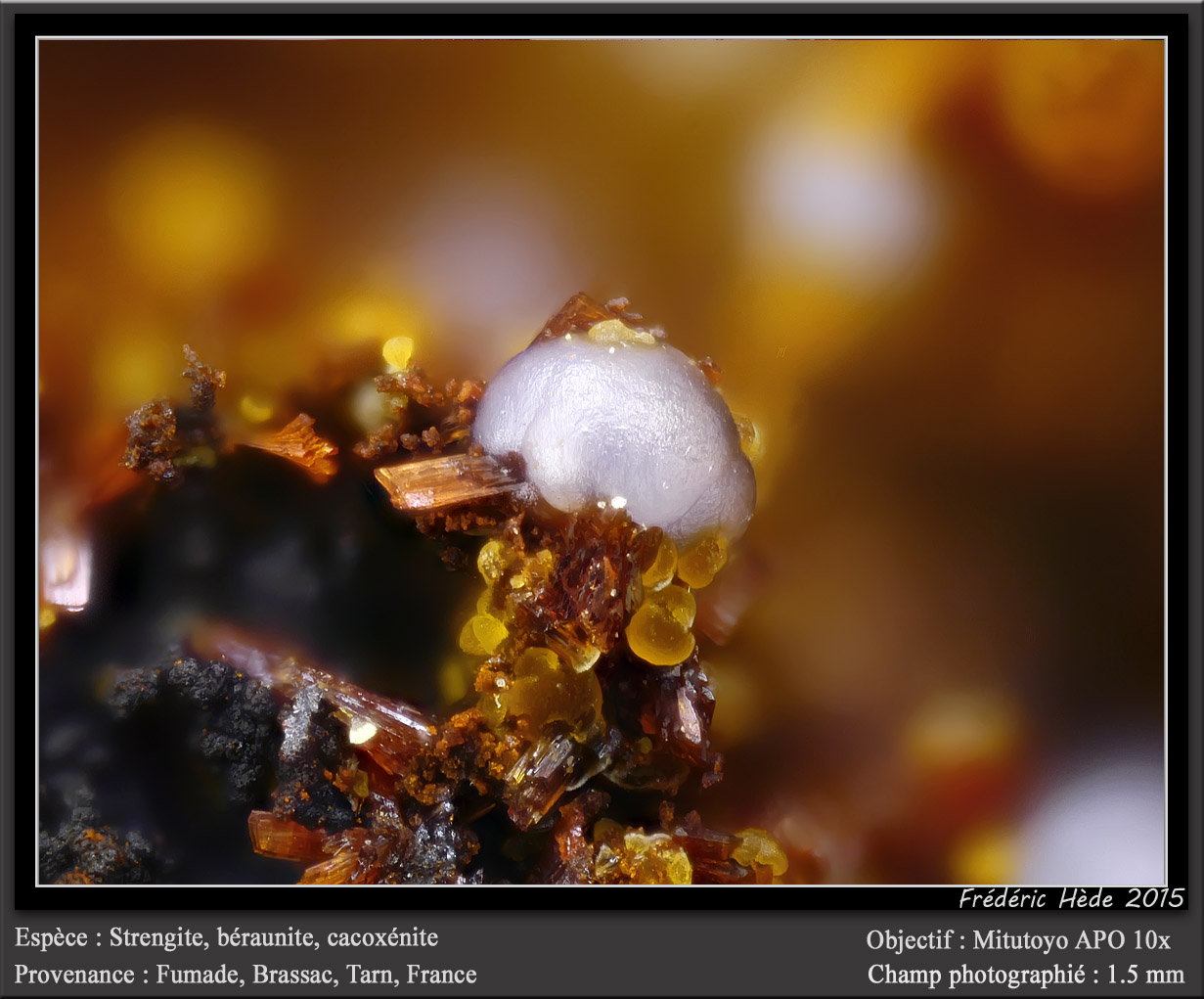 Strengite, Beraunite and Cacoxenite
fov 1.5 mm
(Autor: ploum)