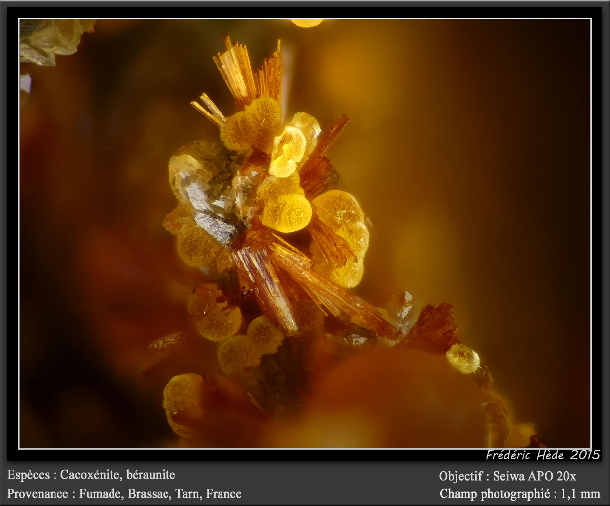 Cacoxenite and Beraunite
fov 1.1 mm
(Autor: ploum)