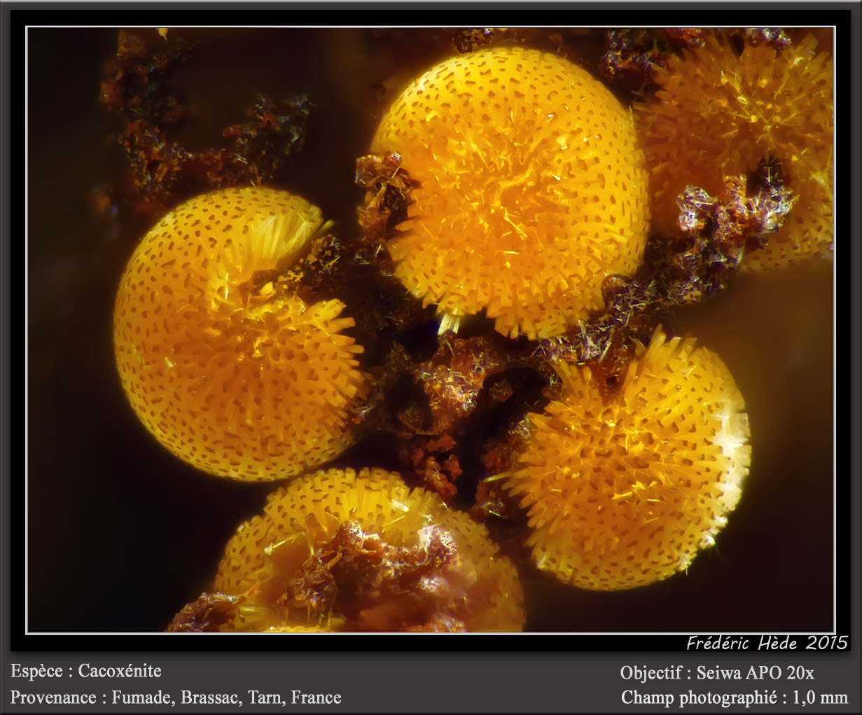 Cacoxenite
fov 1.0 mm
(Autor: ploum)