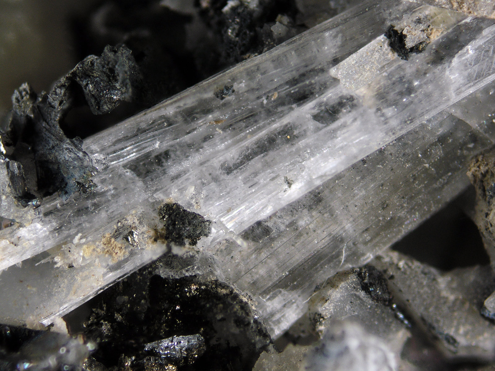Olshanskyite
FOV 1.5 cm
(Autor: Cesar M. Salvan)