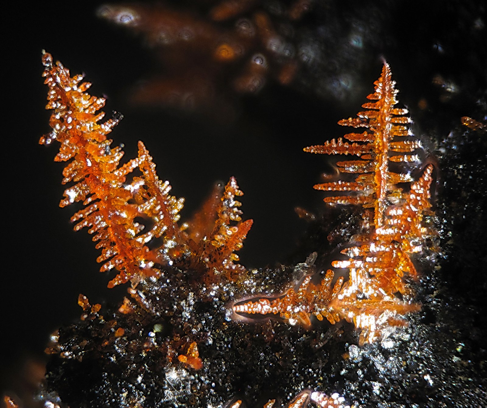 (Autor: Jordi Fabre)