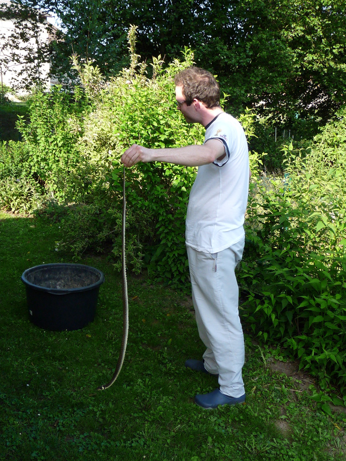 _Natrix natrix (of course a snake, not a mineral ;-))
(Autor: Tobi)