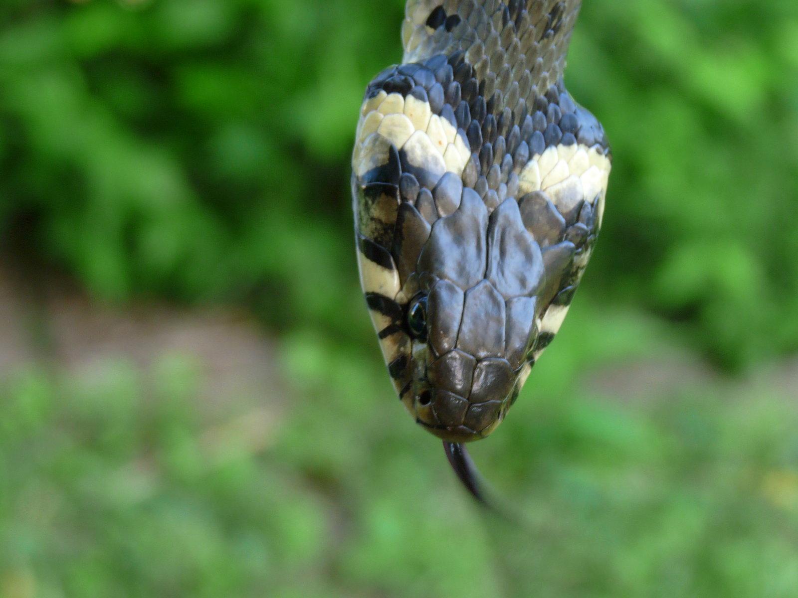 _Natrix natrix (of course a snake, not a mineral ;-))
(Autor: Tobi)