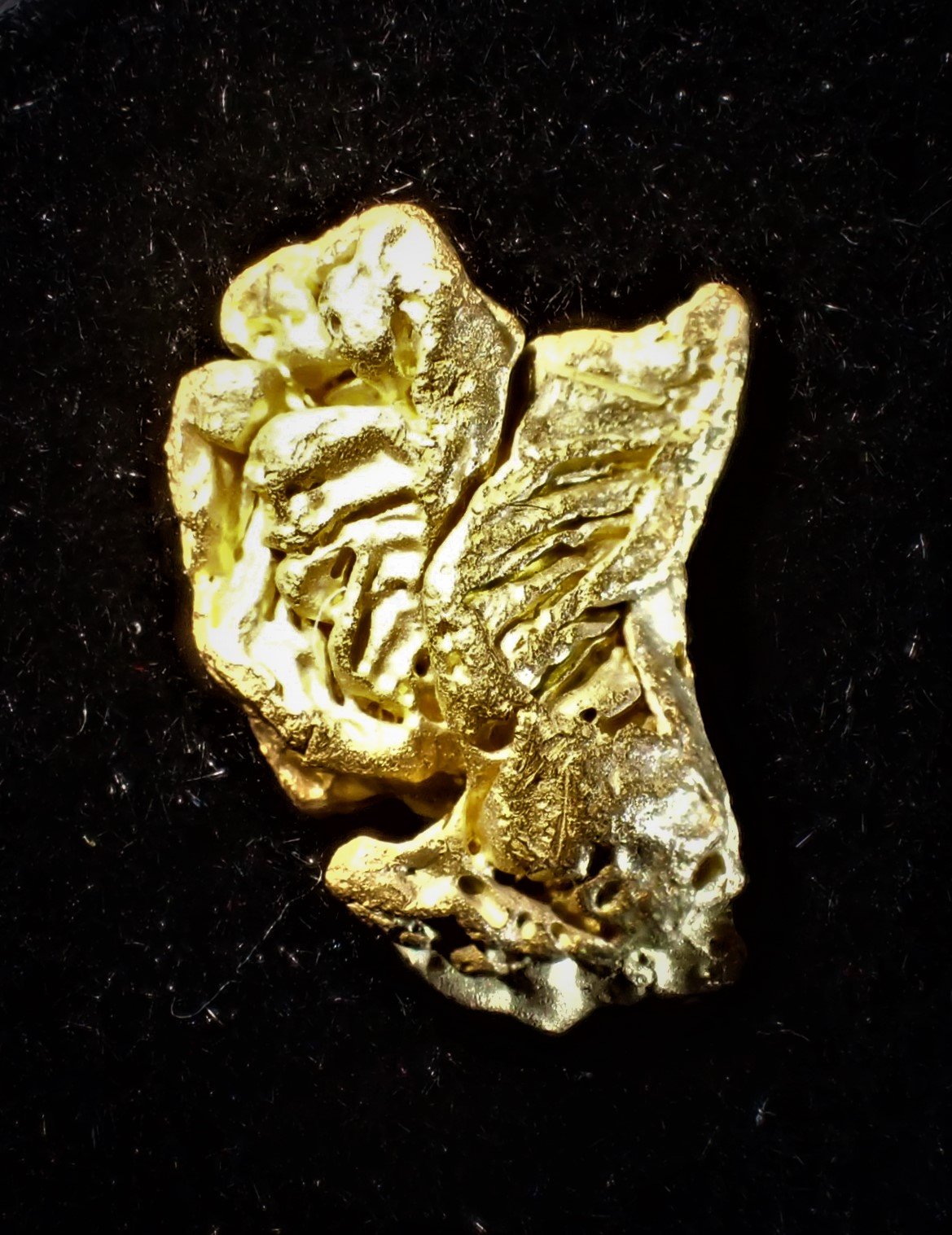 Gold
20 mm x 12 mm
(Autor: Don Lum)