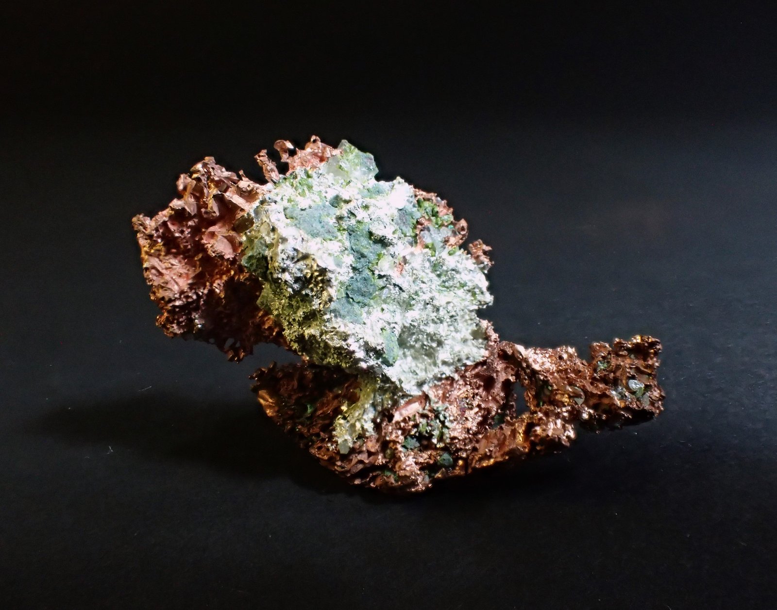 Silver, Copper (variety half-breed)
40 mm x 34 mm
(Autor: Don Lum)