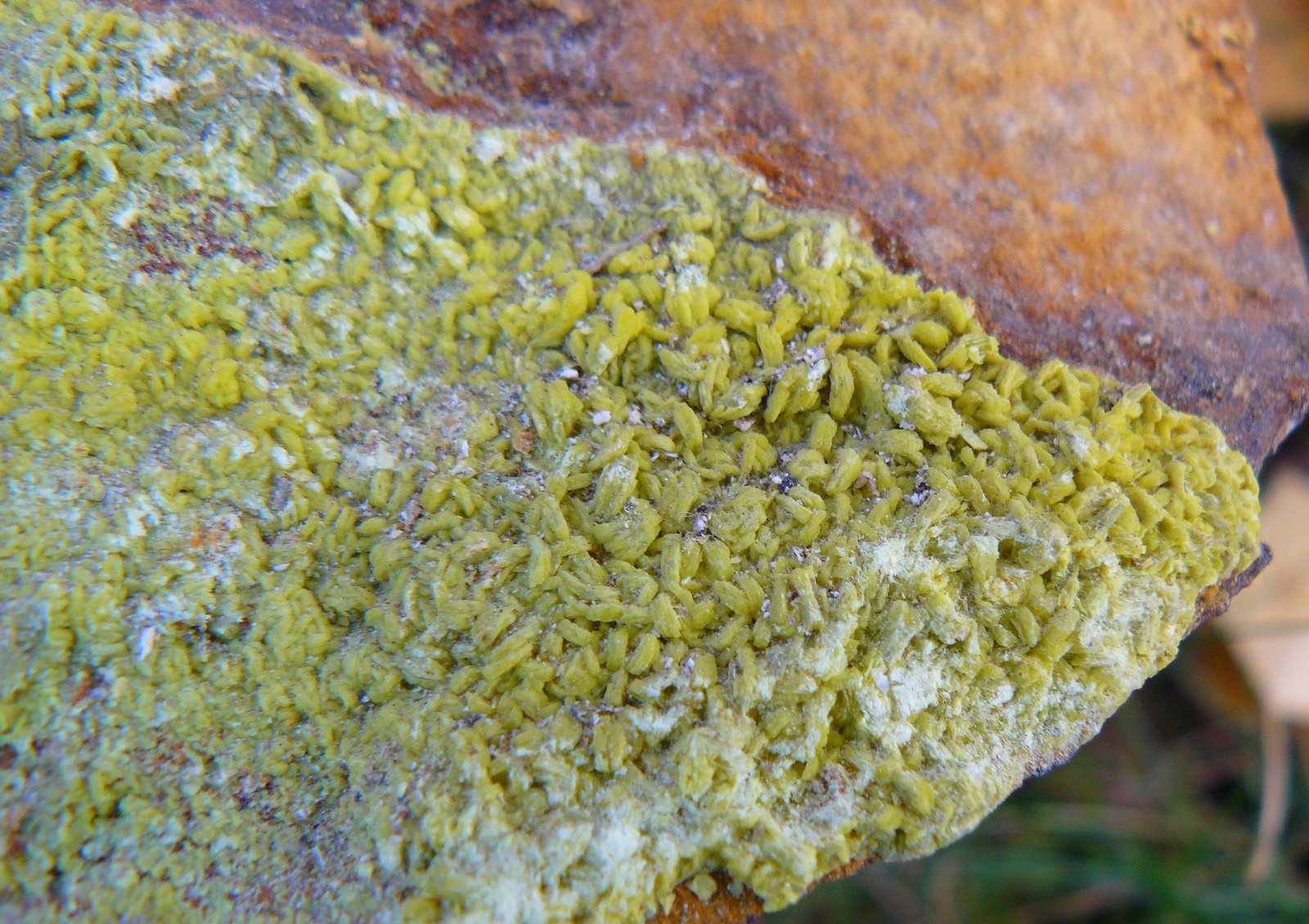 Autunite
(Autor: Benj)