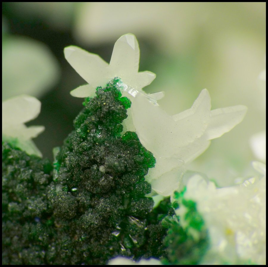 Cerussite, adamite and duftite
80 x 57 x 50 mm
(Autor: Pierre Joubert)