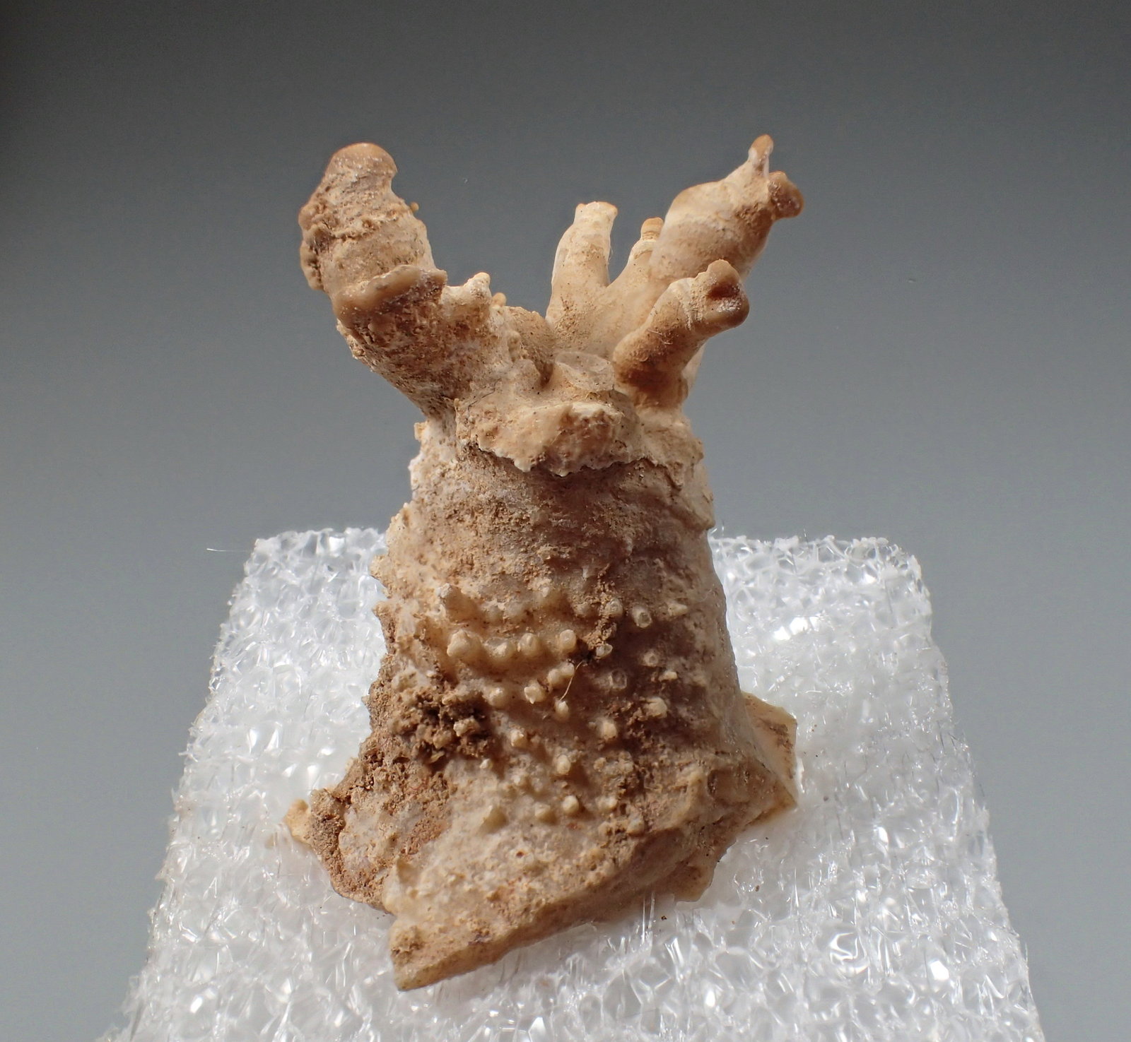 Aragonite
28mm x 23mm x 17mm
(Autor: Don Lum)