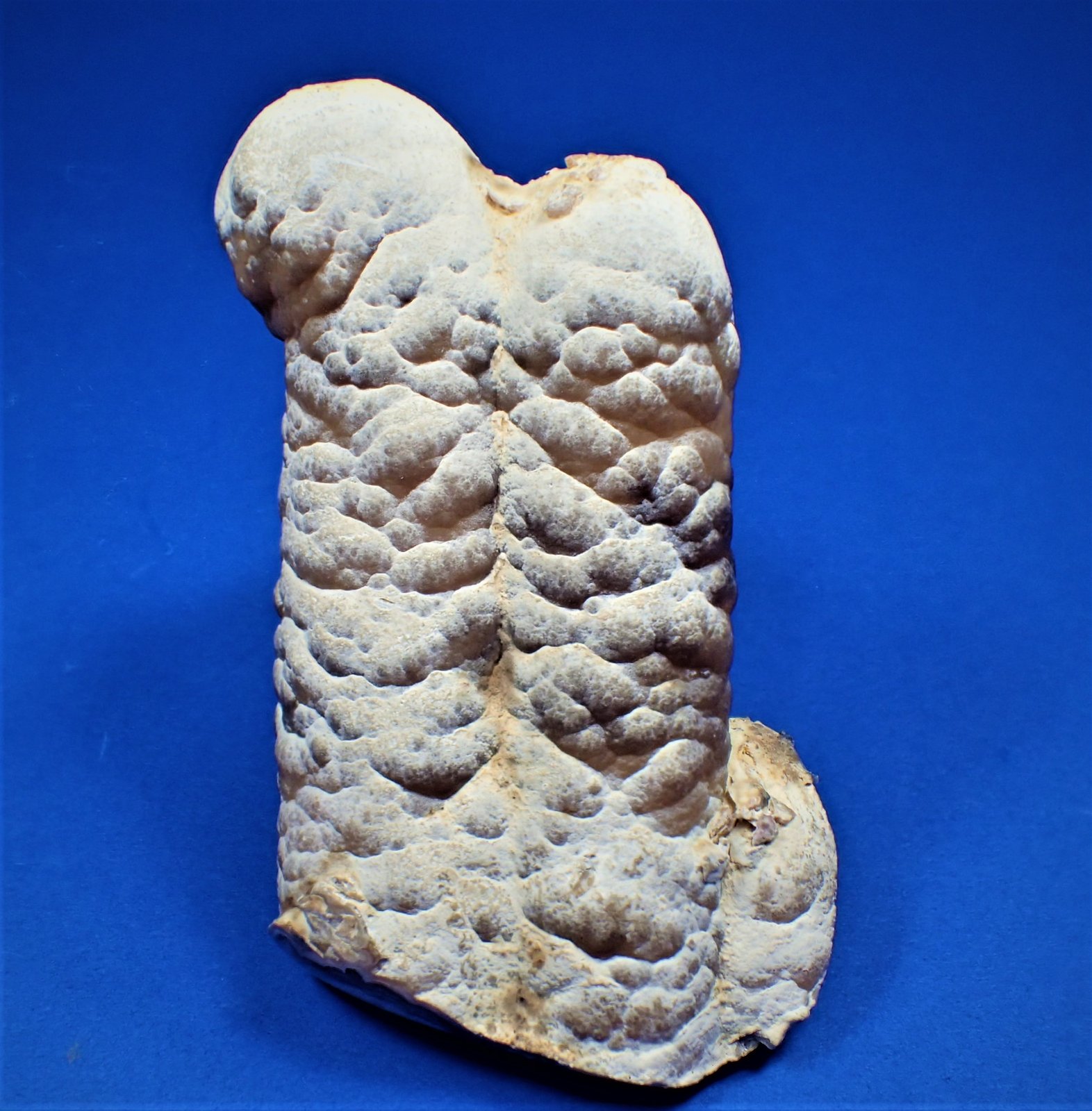 Rhodochrosite
106 mm x 57 mm x 28 mm
(Autor: Don Lum)