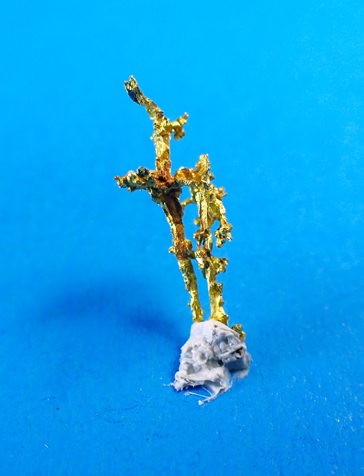 Gold
14.5 mm x 6 mm
(Autor: Don Lum)