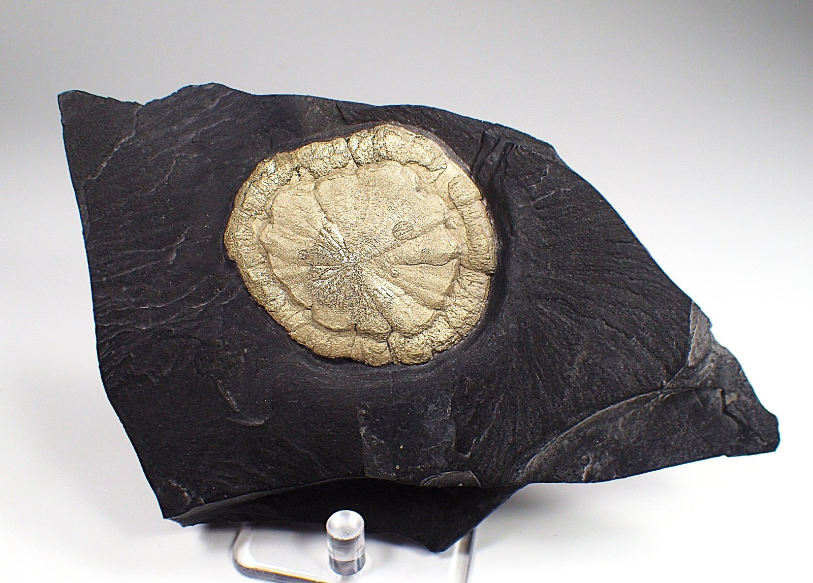 Pyrite
168 mm x 97 mm x 25 mm
(Autor: Don Lum)