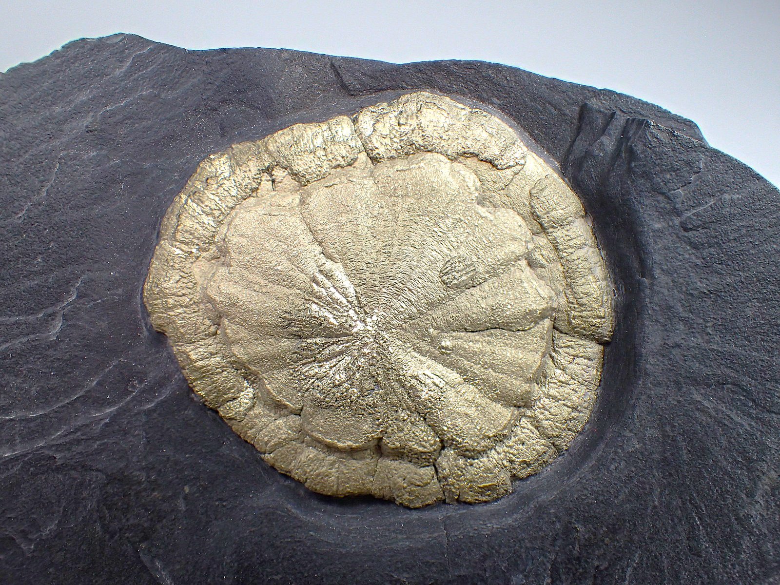 Pyrite
168 mm x 97 mm x 25 mm
(Autor: Don Lum)