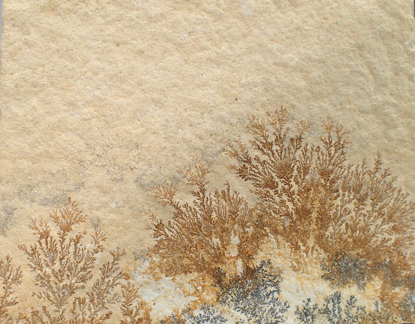 manganese oxides on limestone
92 mm x 73 mm x 7 mm
(Autor: Don Lum)