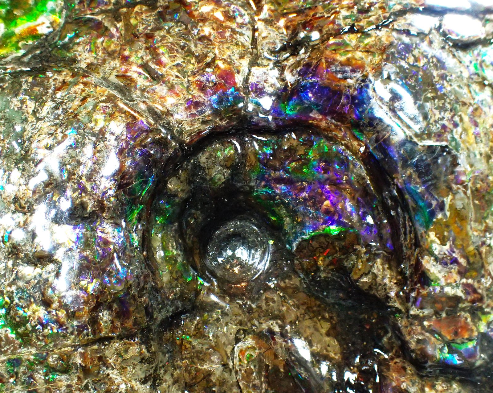 Calcite after ammonite
220 mm x 171 mm x 40 mm
(Autor: Don Lum)
