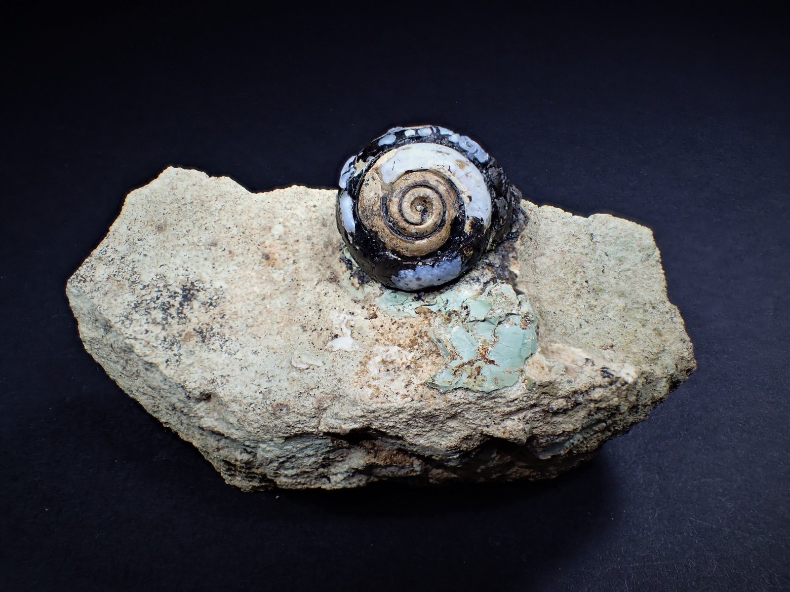 Opal-CT (variety lussatite) after fossil (Helix ramondi)
92 mm x 45 mm x 39 mm
(Autor: Don Lum)