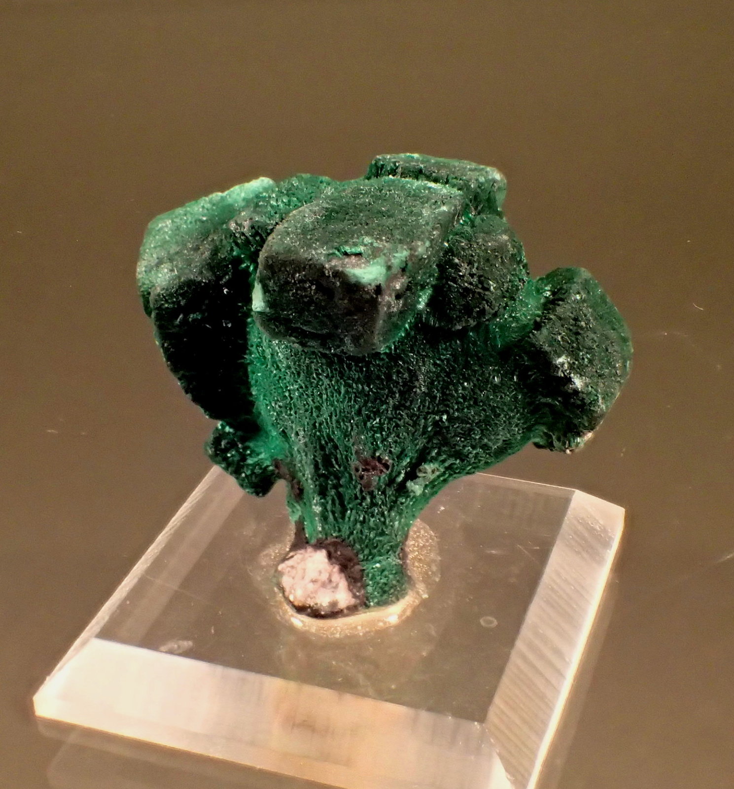 Malachite pseudomorph after Azurite
42mm x 33mm
(Autor: Don Lum)