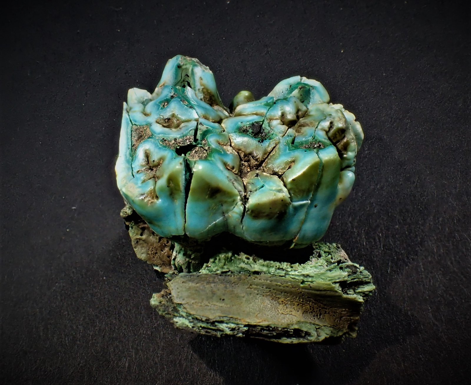 'Apatite' (variety odontolite after fossil tooth)
28.5 mm x 22.4 mm x 20 mm
(Autor: Don Lum)