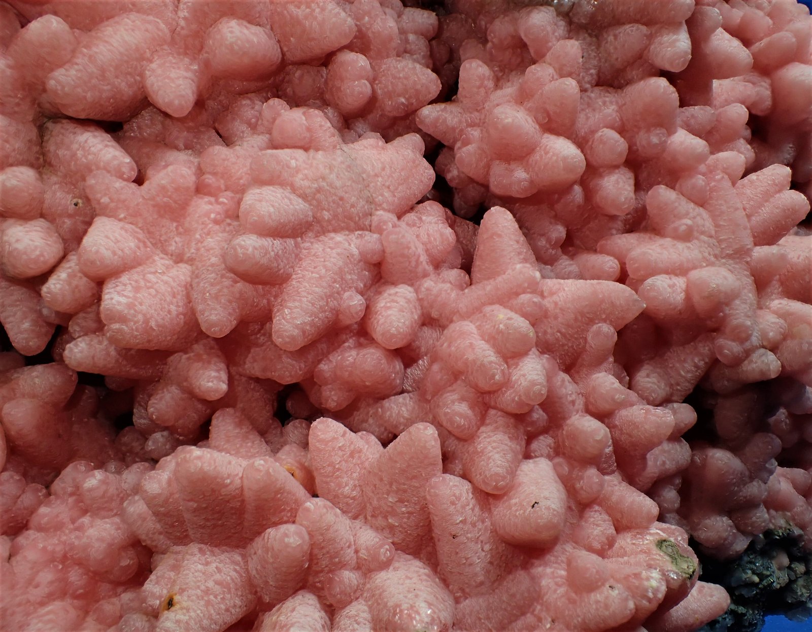 Rhodochrosite, Quartz, Pyrite
182 mm x 150 mm x 72 mm
(Autor: Don Lum)