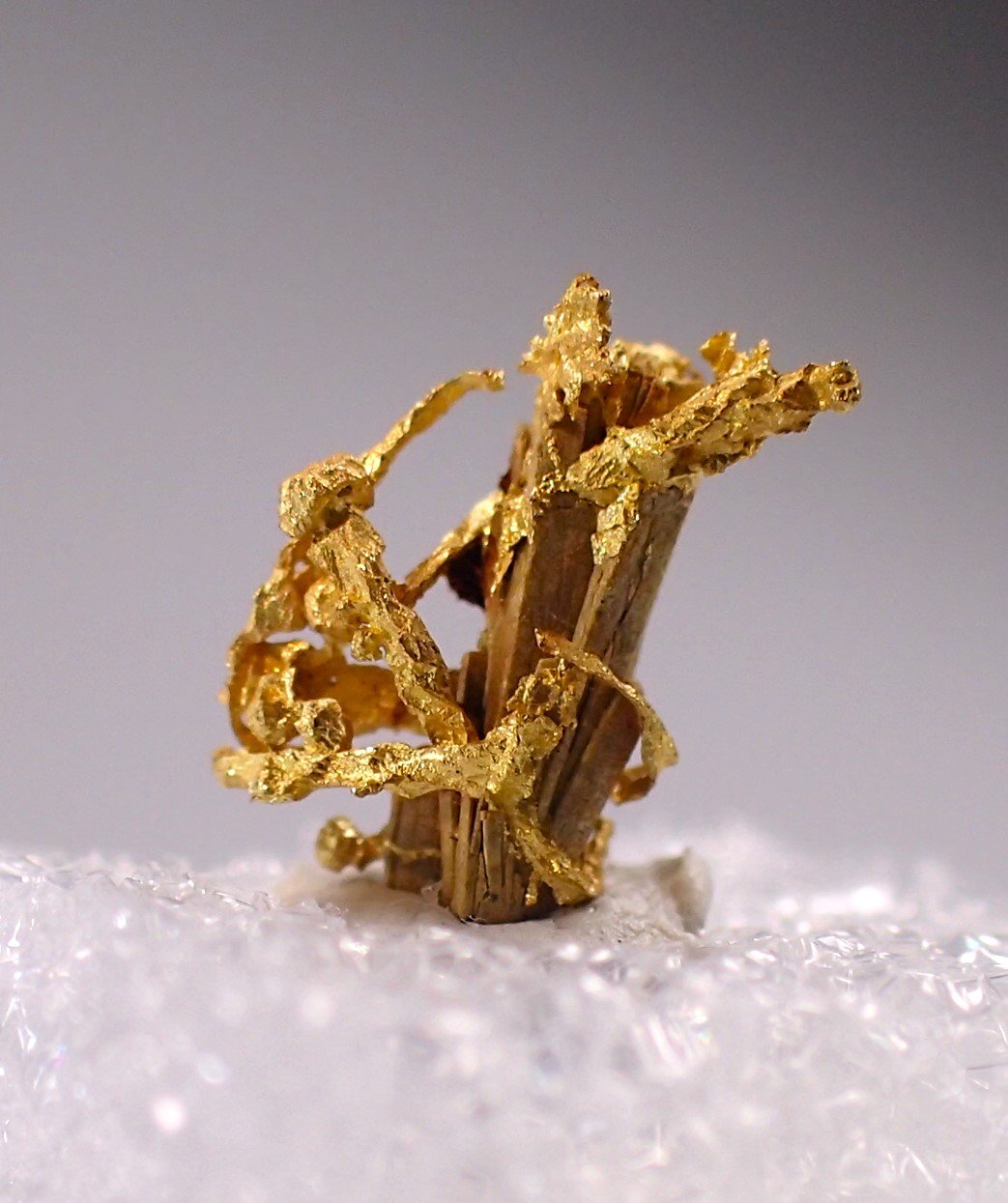 Gold
6.5 mm x 7 mm
(Autor: Don Lum)