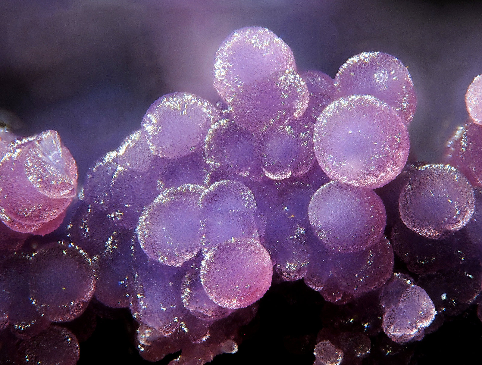 Phosphosiderite
fov 2.2 mm
(Autor: Jordi Fabre)