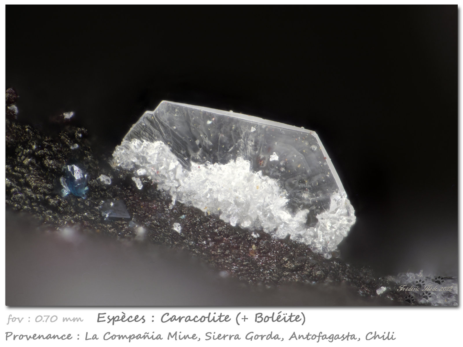 Caracolite
fov 0.70 mm
(Autor: ploum)