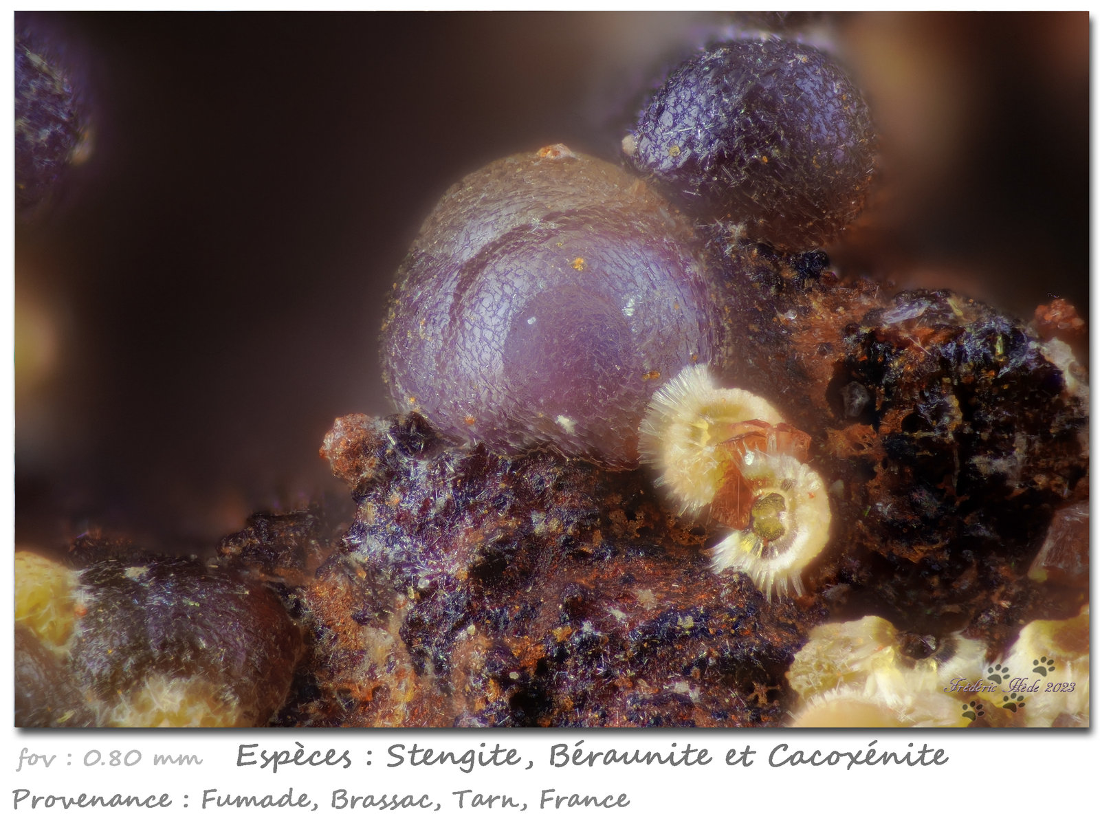 Strengite, Beraunite, Cacoxenite
fov 0.80 mm
(Autor: ploum)