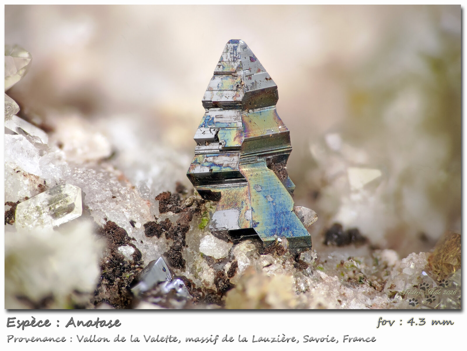 Anatase
Vallon de la Valette, Macizo La Lauzière, Saint-Jean-de-Maurienne, Saboya, Auvergne-Rhône-Alpes, Francia
fov 4.3 mm
(Autor: ploum)