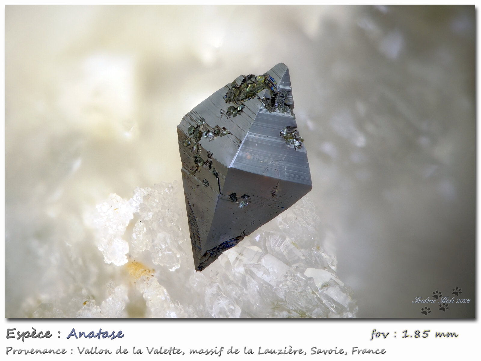 Anatase
Vallon de la Valette, Macizo La Lauzière, Saint-Jean-de-Maurienne, Saboya, Auvergne-Rhône-Alpes, Francia
fov 1.85 mm
(Autor: ploum)