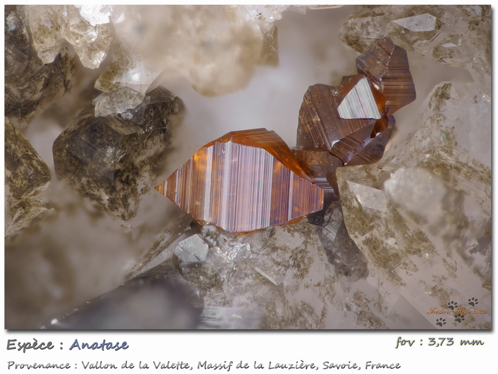 Anatase
Vallon de la Valette, Macizo La Lauzière, Saint-Jean-de-Maurienne, Saboya, Auvergne-Rhône-Alpes, Francia
fov 3.73 mm
(Autor: ploum)