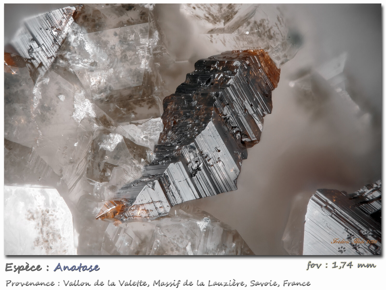 Anatase
Vallon de la Valette, Macizo La Lauzière, Saint-Jean-de-Maurienne, Saboya, Auvergne-Rhône-Alpes, Francia
fov 1,74 mm
(Autor: ploum)