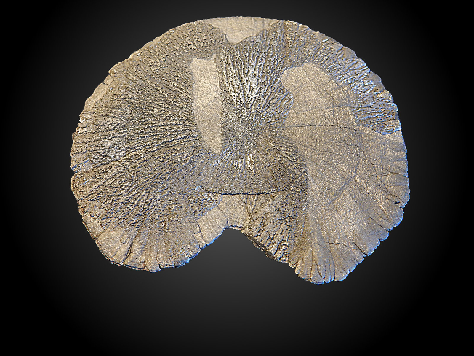 Pyrite
90 mm x 80 mm x 5 mm
(Autor: Dany Mabillard)