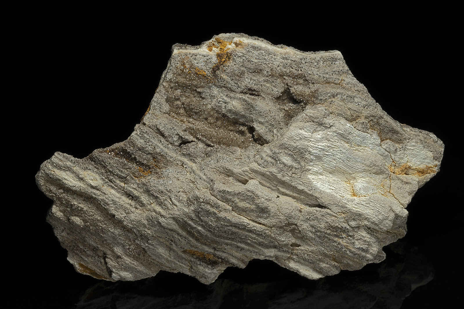 Quartz (variety smoky quartz), Petrified Wood
13.0 x 7.8 cm
(Autor: am mizunaka)