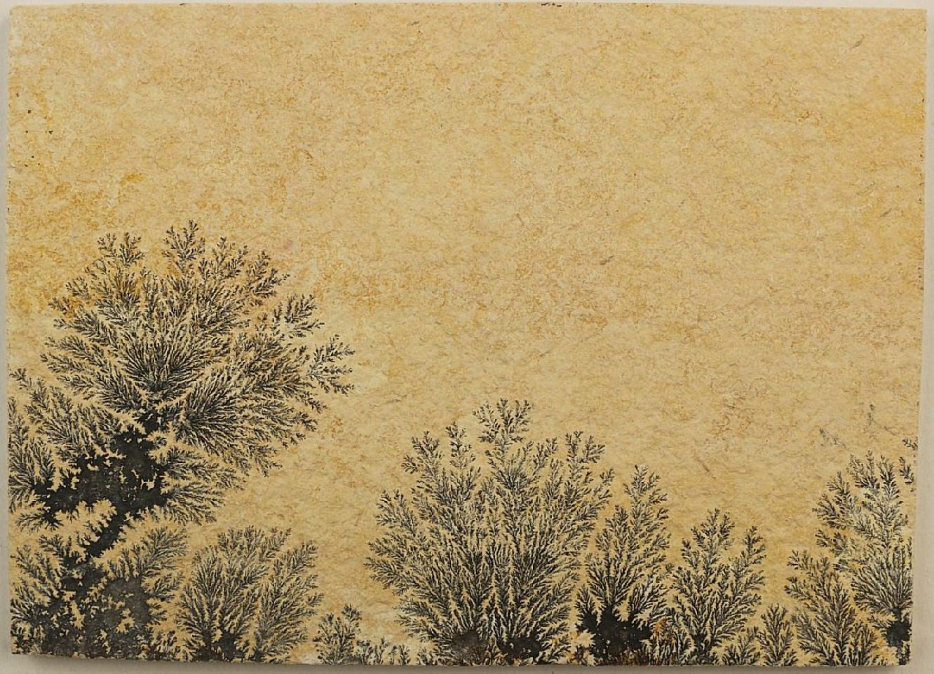 manganese dendrites
Specimen size 18 x 13 cm
(Autor: Tobi)