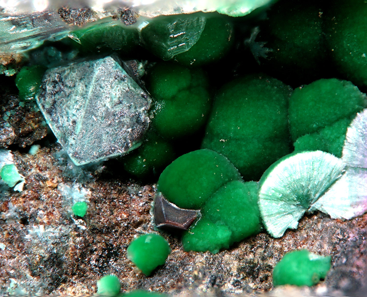 Spertiniite and Cuprite
FOV 1,6 mm
(Autor: Firmo Espinar)