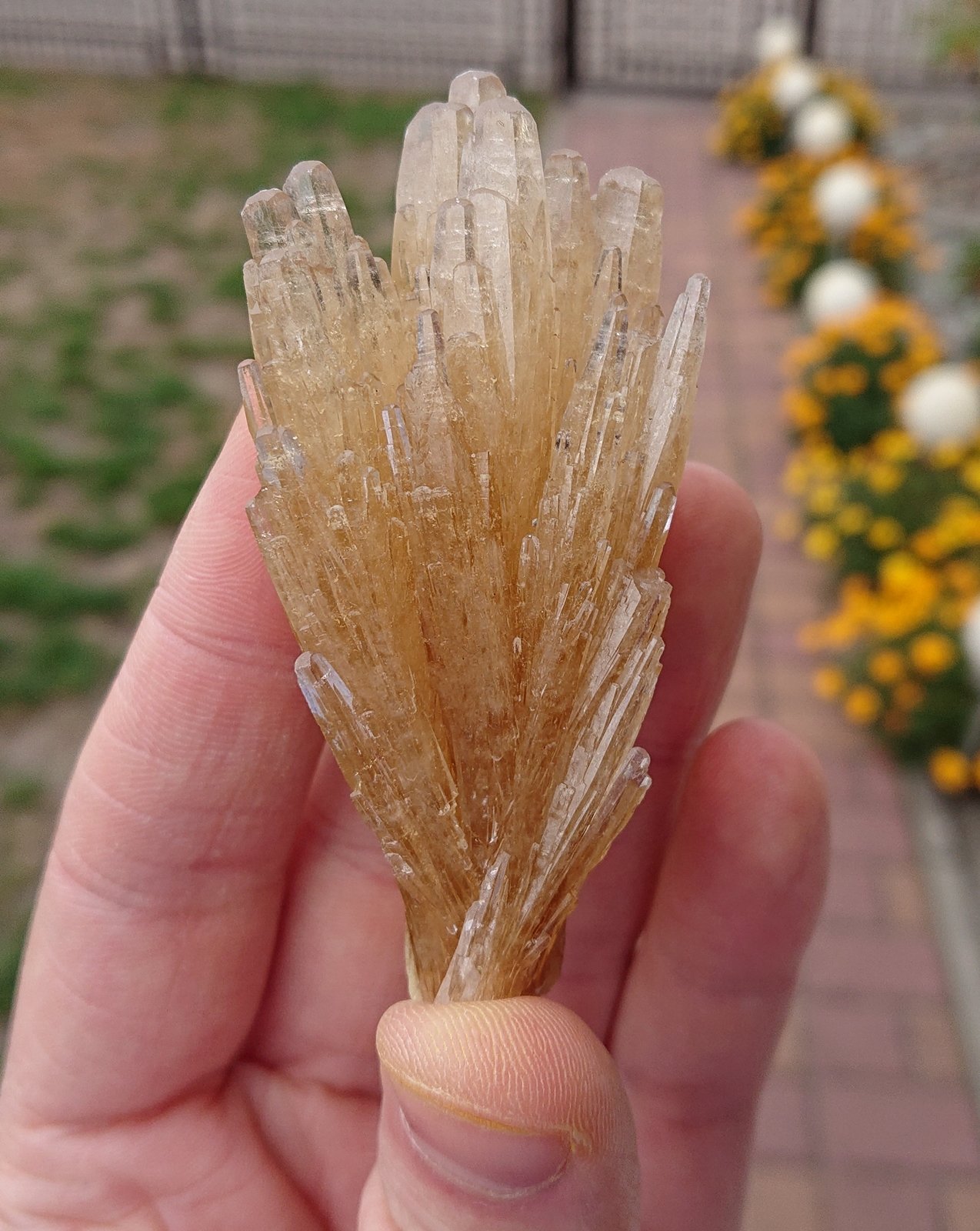 Celestine
7,5 x 3,5 x 2,5
(Autor: sauer11)