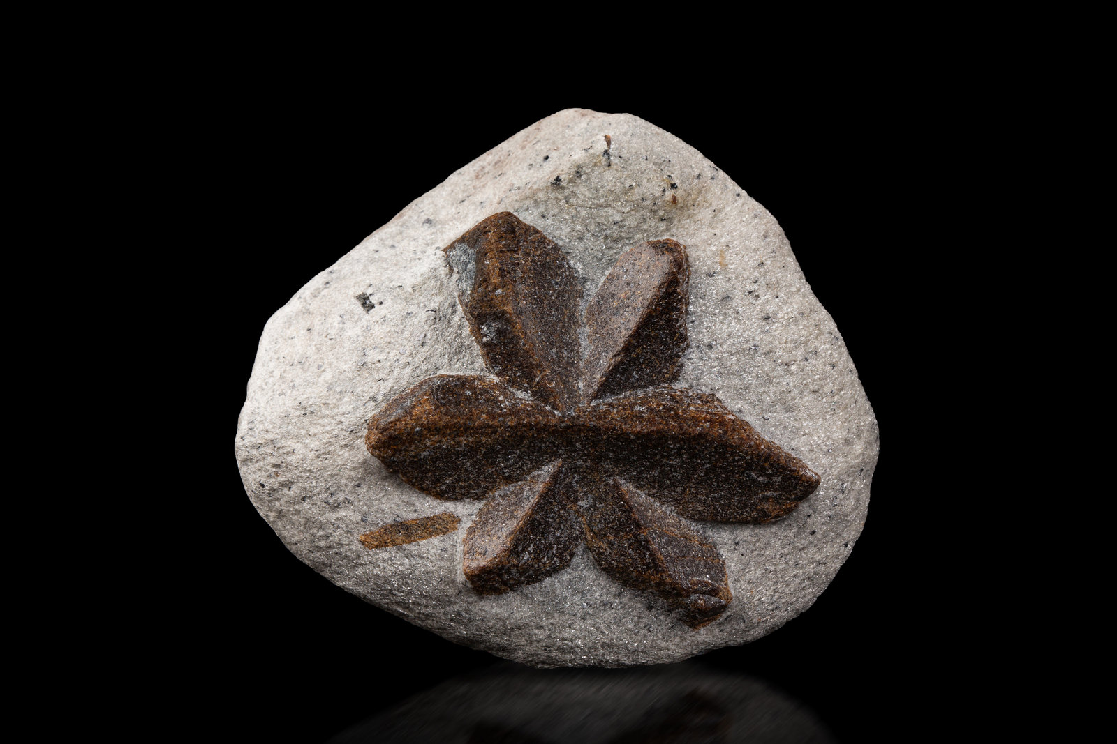Staurolite
8 x 7.5 x 3 cm / main crystal: 5.8 cm
(Autor: MIM Museum)
